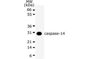 Image no. 1 for anti-Caspase 14, Apoptosis-Related Cysteine Peptidase (CASP14) (AA 2-18) antibody (ABIN208113)