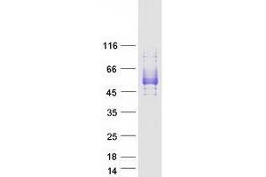 Image no. 1 for Signal-Regulatory Protein beta 1 (SIRPB1) (Transcript Variant 1) protein (Myc-DYKDDDDK Tag) (ABIN2713470)