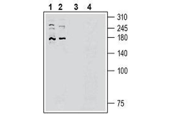 PIEZO2 Antikörper  (AA 1092-1104)
