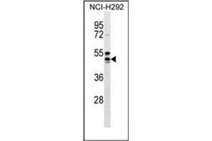 Image no. 1 for anti-Hydroxycarboxylic Acid Receptor 2 (HCAR2) (AA 207-236), (Middle Region) antibody (ABIN952597)