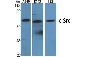 Image no. 3 for anti-Proto-oncogene tyrosine-protein kinase Src (Src) (Tyr1172) antibody (ABIN3184114)