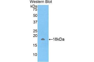 Image no. 1 for anti-Amelogenin, X-Linked (AMELX) (AA 49-187) antibody (ABIN1857975)