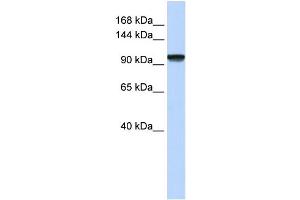 Image no. 1 for anti-PAX3 and PAX7 Binding Protein 1 (PAXBP1) (N-Term) antibody (ABIN2783060)
