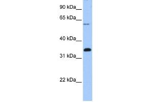 Image no. 1 for anti-F-Box Protein 16 (FBXO16) (C-Term) antibody (ABIN2785299)