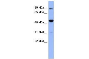 Image no. 1 for anti-Zinc Finger Protein 569 (ZNF569) (N-Term) antibody (ABIN2778509)