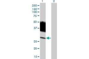 Image no. 1 for anti-SLAM Family Member 6 (SLAMF6) (AA 1-271) antibody (ABIN530287)