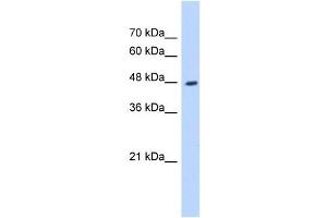Image no. 3 for anti-Hydroxyacyl-CoA Dehydrogenase/3-Ketoacyl-CoA Thiolase/enoyl-CoA Hydratase (Trifunctional Protein), beta Subunit (HADHB) antibody (ABIN631070)