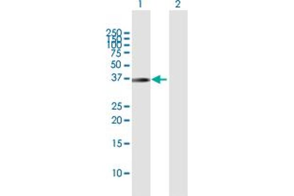 PNMA1 antibody  (AA 1-353)