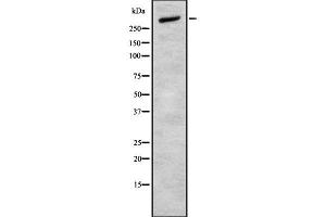 Image no. 1 for anti-Cadherin EGF LAG Seven Pass G-Type Receptor 2 (CELSR2) antibody (ABIN6260748)