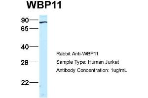 Image no. 3 for anti-WW Domain Binding Protein 11 (WBP11) (N-Term) antibody (ABIN2782558)