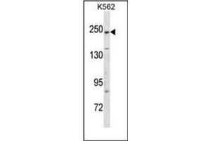 Image no. 1 for anti-Kinase D-Interacting Substrate, 220kDa (KIDINS220) (AA 1517-1547), (C-Term) antibody (ABIN950511)