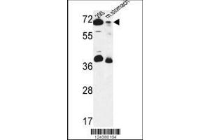 Image no. 1 for anti-G1 To S Phase Transition 2 (GSPT2) (AA 216-245) antibody (ABIN653616)