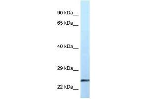 Image no. 1 for anti-Ephrin A2 (EFNA2) (Middle Region) antibody (ABIN926721)