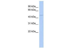 Image no. 1 for anti-RasGEF Domain Family, Member 1C (RASGEF1C) (Middle Region) antibody (ABIN634380)