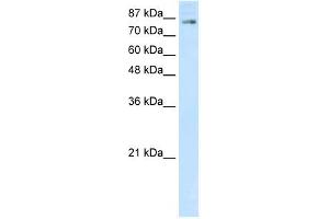 Image no. 1 for anti-Helicase-Like Transcription Factor (HLTF) (C-Term) antibody (ABIN925896)