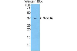 Image no. 1 for anti-Apolipoprotein A-II (APOA2) (AA 19-100) antibody (ABIN1858044)