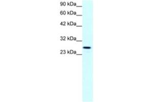 Claudin 13 (CLDN13) antibody