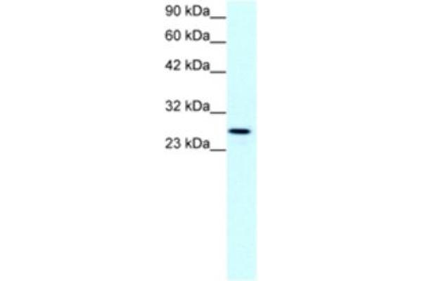 Claudin 13 (CLDN13) antibody