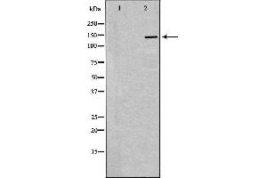 Image no. 2 for anti-SIN3 homolog A, transcription regulator (SIN3A) (Internal Region) antibody (ABIN6265087)