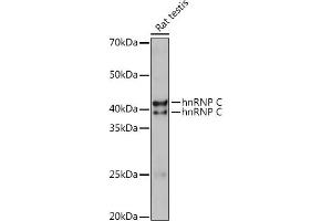 HNRNPC 抗体