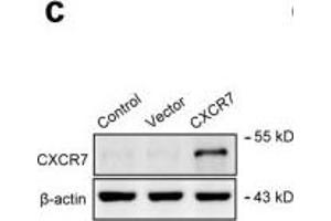 Image no. 15 for anti-Chemokine (C-X-C Motif) Receptor 7 (CXCR7) (Internal Region) antibody (ABIN2857021)