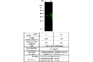 Image no. 1 for anti-F-Box Protein 6 (FBXO6) (C-Term) antibody (ABIN2681974)