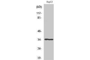 Image no. 1 for anti-Activating Transcription Factor 1 (AFT1) (C-Term) antibody (ABIN3183410)
