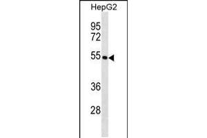 Image no. 1 for anti-Keratin 26 (KRT26) (AA 117-146), (N-Term) antibody (ABIN5534955)