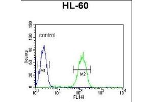 CA5B anticorps  (C-Term)