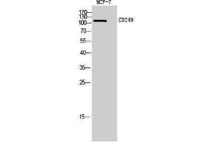 Image no. 1 for anti-Glutamyl Aminopeptidase (Aminopeptidase A) (ENPEP) (Internal Region) antibody (ABIN3181477)
