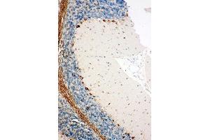 Image no. 4 for anti-Signal Sequence Receptor gamma (SSRg) (AA 8-23), (N-Term) antibody (ABIN3044181)
