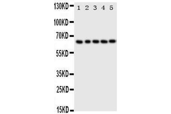 p63 antibody  (C-Term)