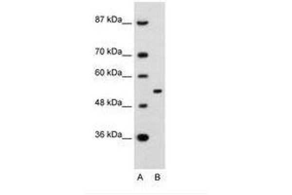 APBA1 antibody  (AA 41-90)