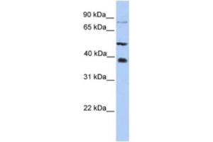 Image no. 1 for anti-Methyltransferase Like 2B (METTL2B) antibody (ABIN2463220)