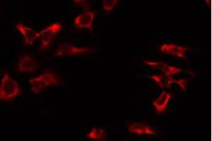 Image no. 1 for anti-Mitochondrial Ribosomal Protein S17 (MRPS17) (Internal Region) antibody (ABIN6258509)