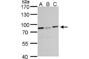 Image no. 2 for anti-DEAD (Asp-Glu-Ala-Asp) Box Polypeptide 3, X-Linked (DDX3X) (Center) antibody (ABIN2856700)