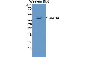 Image no. 1 for anti-Secretagogin, EF-Hand Calcium Binding Protein (SCGN) (AA 1-276) antibody (ABIN1870643)