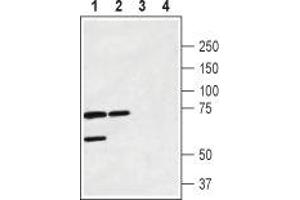Western blot analysis of rat brain membrane (lanes 1 and 3) and mouse brain lysate (lanes 2 and 4): - 1,2.