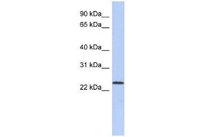 Image no. 1 for anti-UL16 Binding Protein 1 (ULBP1) (N-Term) antibody (ABIN634554)