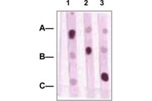 Image no. 1 for anti-POU domain, class 2, transcription factor 2 (POU2F2) antibody (ABIN541091)