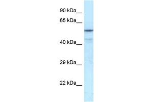 Image no. 4 for anti-Nuclear Respiratory Factor 1 (NRF1) (Middle Region) antibody (ABIN2775850)