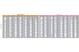 SDS-PAGE (SDS) image for ExcelBand™ Enhanced 3-color High Range Protein Marker (ABIN5662609)