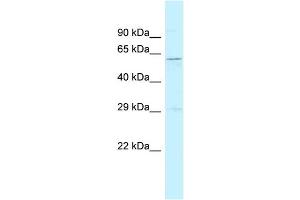 anti-Signal Recognition Particle 54A (SRP54A) (C-Term) antibody