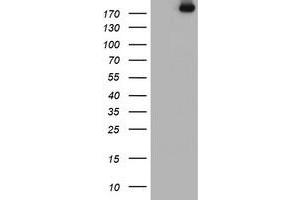 Image no. 2 for anti-Ubiquitin Specific Peptidase 9, X-Linked (USP9X) (AA 2246-2570) antibody (ABIN1491228)