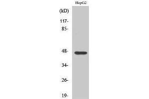 Image no. 1 for anti-A Kinase (PRKA) Anchor Protein 5 (AKAP5) (N-Term) antibody (ABIN3183224)