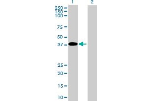anti-Nuclear Receptor Binding Factor 2 (NRBF2) (AA 1-287) antibody