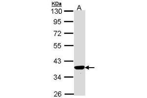 Image no. 3 for anti-Mitochondrial Ribosomal Protein L41 (MRPL41) (full length) antibody (ABIN2856834)