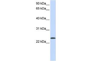 Image no. 5 for anti-ADP-Ribosylation Factor 1 (ARF1) (Middle Region) antibody (ABIN2783267)
