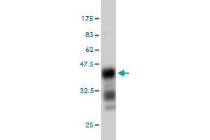 Image no. 2 for anti-Exostosin 1 (EXT1) (AA 246-345) antibody (ABIN560816)