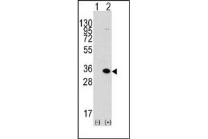 Image no. 1 for anti-Methyl-CpG Binding Domain Protein 3 (MBD3) (C-Term) antibody (ABIN356576)